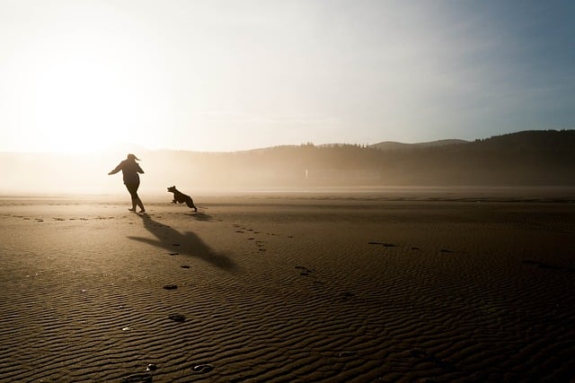 Camping Oasis (56) : Plages Morbihan Pour Chiens